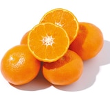 Mandora bei Netto mit dem Scottie im Brandenburg Prospekt für 1,59 €