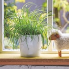 Promo Herbe à Chat Cyperus zumula à 3,99 € dans le catalogue Truffaut à Limoges