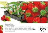 Erdbeerpflanze Angebote bei BayWa Bau- und Gartenmärkte Nürnberg für 9,99 €