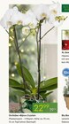 Orchidee »Bijoux Crystal« von  im aktuellen Pflanzen Kölle Prospekt für 22,99 €