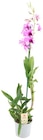 Orchideen Angebote von REWE Beste Wahl bei REWE Herne für 7,99 €
