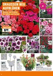 Blumen Blumen