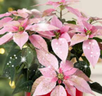 Pflanzen Kölle Hamburg - Weihnachtsstern geglittert Angebot im Prospekt Weihnachtsstern geglittert bei Pflanzen Kölle im Hamburg Prospekt für 6,99 €