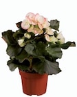 Bégonia en promo chez Lidl Béziers à 3,27 €