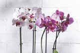 Phalaenopsis 2 tiges pot 12 cm en promo chez Intermarché Niort à 12,99 €