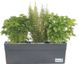 Garten- und Küchenkräuter im aktuellen V-Markt Prospekt