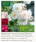 Ramblerrose von KOLLES BESTE im aktuellen Pflanzen Kölle Prospekt für 19,99 €