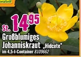 Hornbach Mosbach - Großblumiges Johanniskraut „Hidcote“ Angebot im Prospekt Großblumiges Johanniskraut „Hidcote“ bei Hornbach im Mosbach Prospekt für 14,95 €