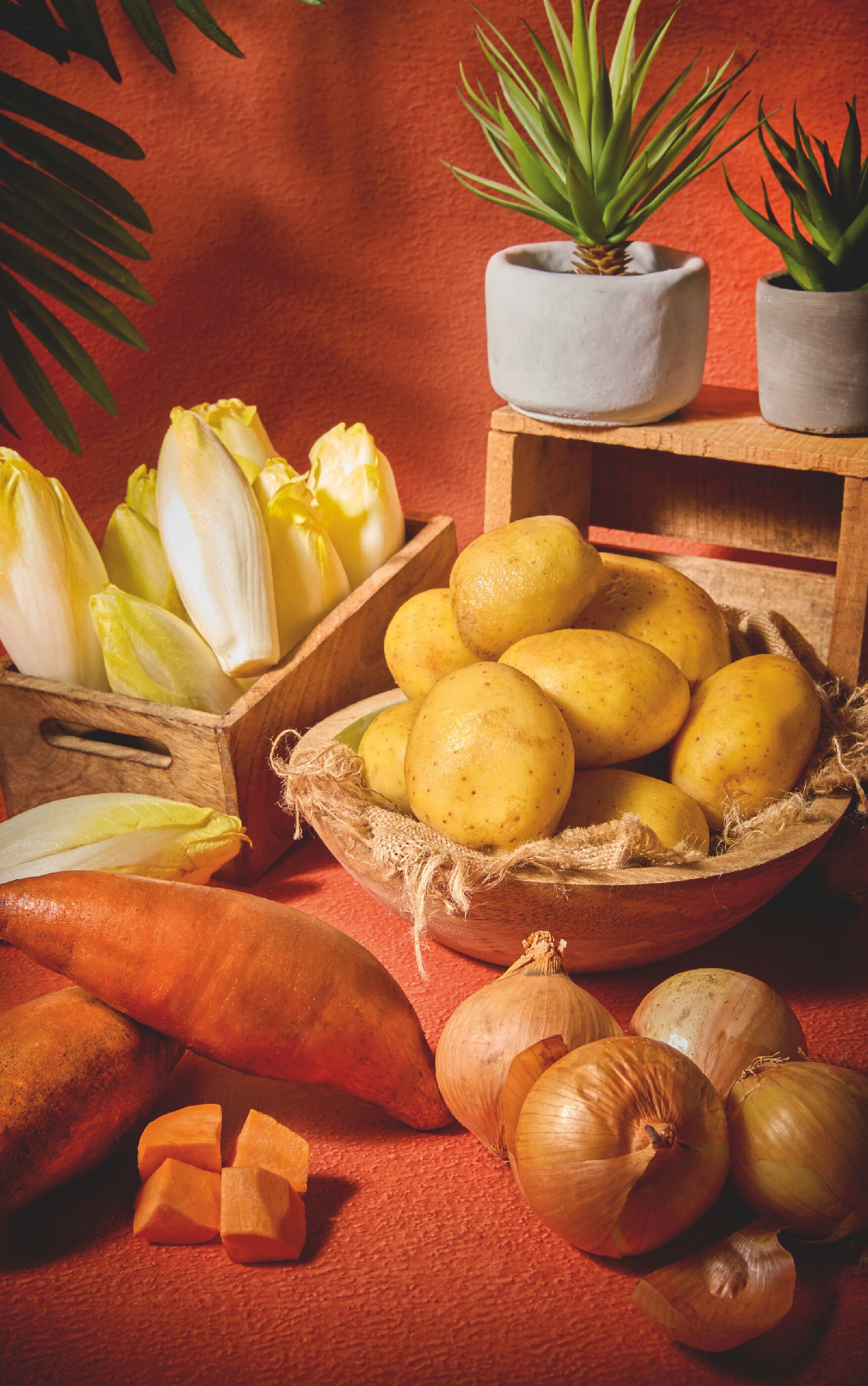 PRIMEALE Oignons jaunes agrilogiques