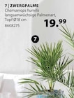 Zwergpalme im aktuellen Dehner Garten-Center Prospekt für 19,99 €