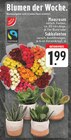 Moosrosen bei EDEKA im Prospekt "" für 1,99 €