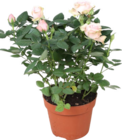 Topfrose von Gardenline im aktuellen ALDI Nord Prospekt