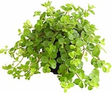 Aktuelles Peperomie Angebot bei Dehner Garten-Center in Essen ab 4,99 €