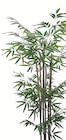 Bambou toucher naturel en promo chez Bazarland Amiens à 1,49 €