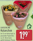 Kalanchoe von Gardenline für 1,99 € bei ALDI Nord im Angebot Kalanchoe von Gardenline im aktuellen ALDI Nord Prospekt