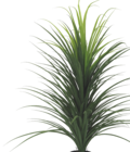 Dracena en pot - Bazarland à Amiens Dracena en pot en promo chez Bazarland Amiens à 5,99 €