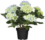 Hortensien (Hydrangea) Angebote bei Globus-Baumarkt Salzgitter für 9,99 €