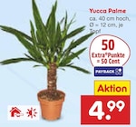 Yucca Palme im Angebot bei Netto Marken-Discount in Viersen Yucca Palme Angebote bei Netto Marken-Discount Viersen für 4,99 €