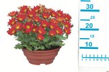 Blühpflanze in Schale Angebote bei Lidl Gera für 3,99 €