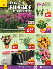 Ähnliche Weihnachtsstern Angebote im Prospekt "Aktuelle Angebote" von Netto Marken-Discount in Görlitz Ähnliche Angebote wie Weihnachtsstern im Prospekt "Aktuelle Angebote" auf Seite 41 von Netto Marken-Discount in Görlitz