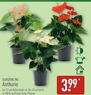 ALDI Nord Potsdam - Anthurie Angebot im Prospekt Anthurie bei ALDI Nord im Potsdam Prospekt für 3,99 €