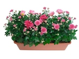 Jardinière de chrysanthèmes - Carrefour Jardinière de chrysanthèmes à 8,99 € dans le catalogue Carrefour