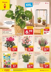 Zimmerpflanzen Angebote im Prospekt "Aktuelle Angebote" von Netto Marken-Discount auf Seite 6