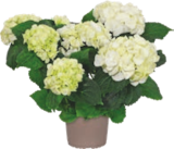 HORTENSIA - GARDENLINE à 8,99 € dans le catalogue Aldi