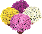 Bauzentrum Reinholdshain Dippoldiswalde - Chrysanthemen Busch Angebot im Prospekt Chrysanthemen Busch bei Bauzentrum Reinholdshain im Dippoldiswalde Prospekt für 5,99 €