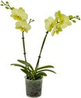 Orchidee Angebote bei Kaufland Oberhausen für 7,99 €