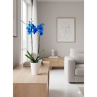 Orchidée bleue en promo chez Carrefour Marseille à 12,99 €