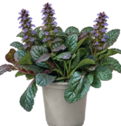 Herbststaude im Angebot bei Wreesmann in Freiberg Herbststaude Angebote bei Wreesmann Freiberg für 1,99 €