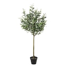 Deko-Pflanze von  im aktuellen POCO Prospekt für 29,99 €