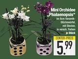 Mini Orchidee 'Phalaenopsis' von  im aktuellen EDEKA Prospekt für 5,99 €