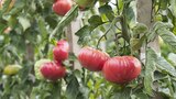 Promo Tomate Buffalo Pink F1 à 1,99 € dans le catalogue Gamm vert à Beaulieu-sous-la-Roche
