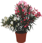 Laurier rose tricolore (Nerium Oleander) en promo chez Cora Rennes à 15,99 €
