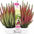 4er-Pack Calluna „Garden Girls“ für 5,55 € bei Netto mit dem Scottie im Angebot 4er-Pack Calluna „Garden Girls“ im aktuellen Netto mit dem Scottie Prospekt