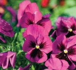 Pensée ou viola en promo chez Super U Pensée ou viola dans le catalogue Super U