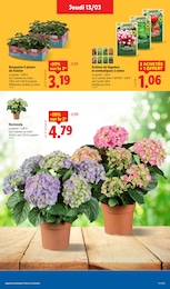 Offre Plante Aromatique dans le catalogue Lidl du moment à la page 29