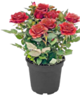 Topfrosen bei Thomas Philipps im Prospekt "" für 0,99 €