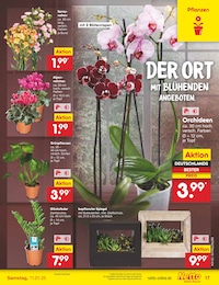 Netto Marken-Discount Blumen im Prospekt 