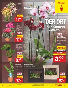 Zimmerpflanzen im Netto Marken-Discount Prospekt "Aktuelle Angebote" mit 61 Seiten (München)