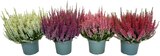 Aktuelles Calluna Beauty Ladie Angebot bei REWE in Braunschweig ab 5,49 €