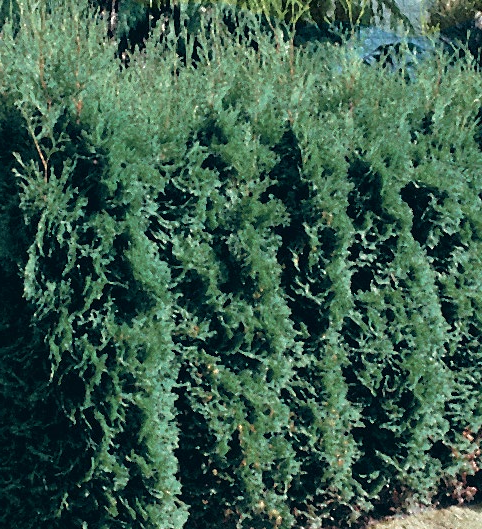 Scheinzypresse „Columnaris Glauca“ Angebote bei Hornbach Nürnberg für 8,99 €