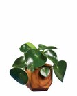 Grünpflanze in Holzoptik-Keramik im Lidl Prospekt Grünpflanze in Holzoptik-Keramik im aktuellen Lidl Prospekt für 5,99 €
