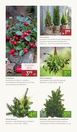 Tannenzweig im Pflanzen Kölle Prospekt in Nürnberg Aktueller Pflanzen Kölle Prospekt mit Tannenzweig, "ADVENTS GLANZ", Seite 8
