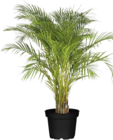 Goldfruchtpalme Angebote bei Globus-Baumarkt Magdeburg für 29,99 €