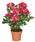 Aktuelle Pflanzen Angebote bei Netto Marken-Discount in Lübeck Aktuelles zweifarbige Rose Angebot bei Netto Marken-Discount in Lübeck ab 2,99 €