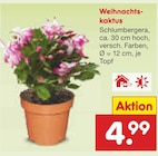 Weihnachtskaktus im Angebot bei Netto Marken-Discount in Hamburg Weihnachtskaktus Angebote bei Netto Marken-Discount Hamburg für 4,99 €