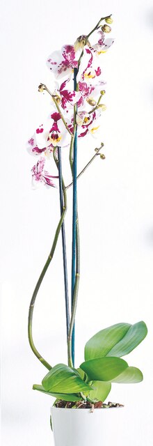 Orchidée phalaenopsis - Carrefour Market à Lille Orchidée phalaenopsis en promo chez Carrefour Market Lille à 5,99 €